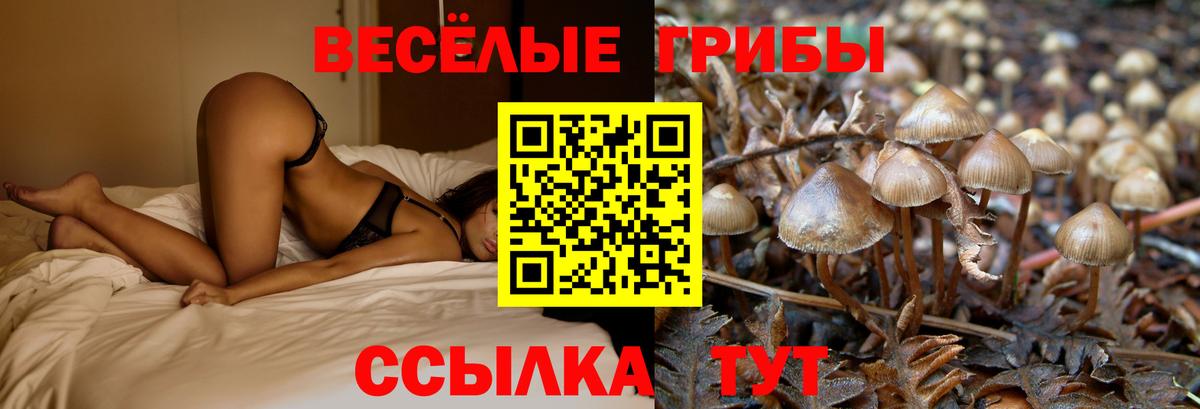Галлюциногенные грибы Cubensis  Псилоцибиновые грибы Cubensis  Вход с VPN  Новочебоксарск 